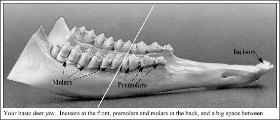 Deer Jaw