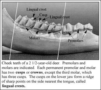 Cheek Teeth