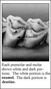 Enamel and Dentine