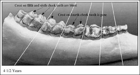 Jaw at 4-1/2; Years