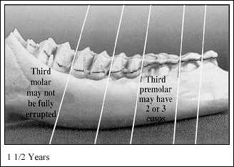 JPG-Jaw at 1-1/2; Years