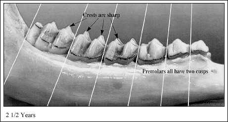 Jaw at 2-1/2; Years